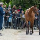 Giovanni Ugolotti (ITA) and Stilo Kontika at the first horse inspection of the Mitsubishi Motors Badminton Horse Trials 2015