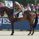 Giovanni Ugolotti (ITA) and Note Worthy taking part in the dressage phase of the 2019 Longines FEI Eventing European Championships Giovanni Ugolotti & Note Worthy, dressage phase EU-CH Luhmuhlen © Trevor Holt